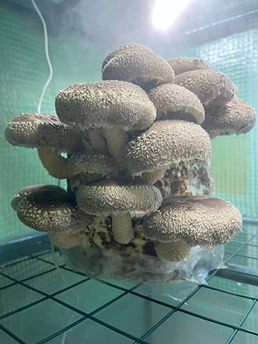Готовый блок шитаке