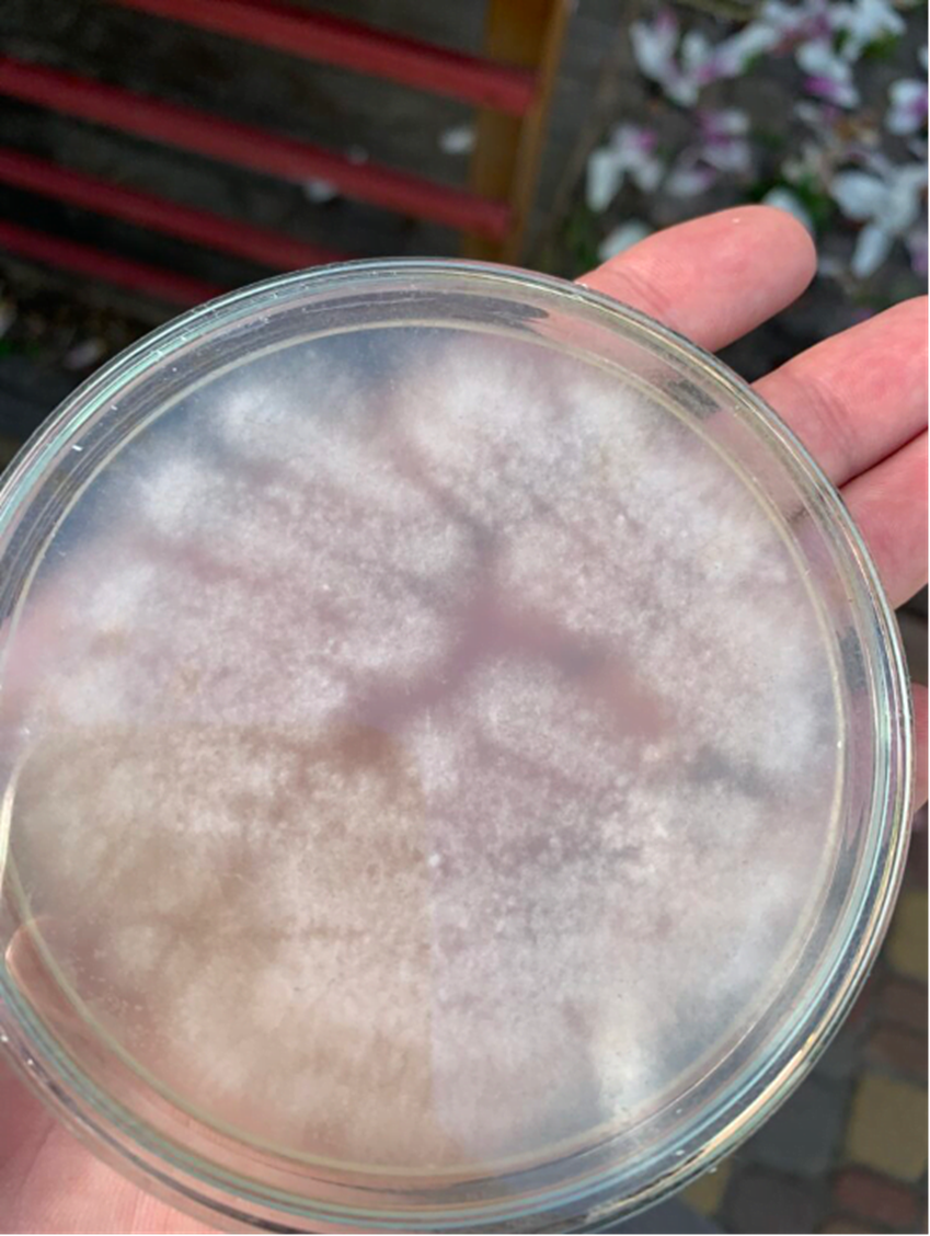 проросшие споры на твердой питательной среде